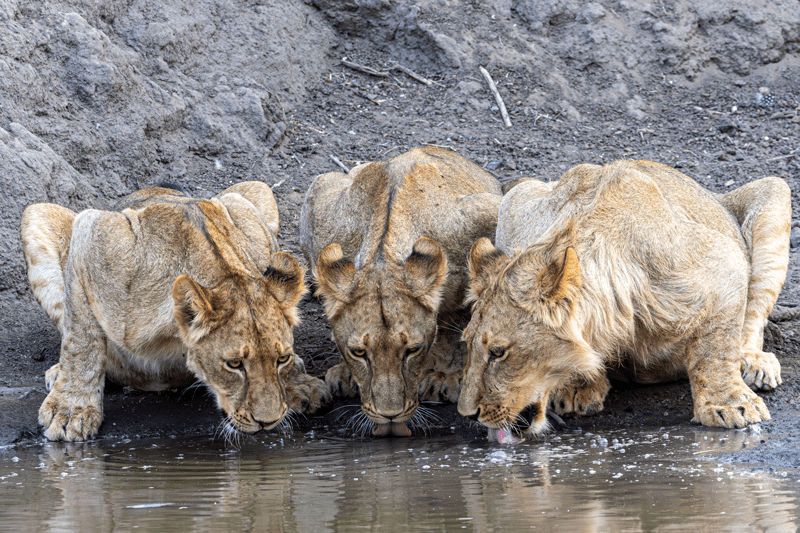 Dr. Wilfried Pinzl zu Gast im Neuen CAPITOL in Bad Berleburg „Vortrag „Naturfofografie von winzig bis wild“